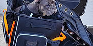 Arley participe au concours pour gagner de l'argent avec cette photo : black, carrier, daytime, dog, fence, french_bulldog, hand, jacket, leash, motorcycle, orange, outdoor, park, person, pet, pink, road, sunlight, trees, vehicle