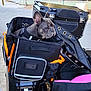 french_bulldog, dog, pet, motorcycle, carrier, leash, outdoor, park, trees, fence, person, hand, black, orange, pink, jacket, road, sunlight, daytime, vehicle