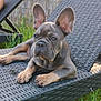 dog, french_bulldog, puppy, outdoor, lounge_chair, grass, fence, pet, animal, ears, cute, relaxing, daylight, nature, young_dog, canine, resting, portrait, wicker_chair, backyard