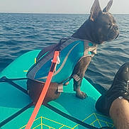 Arley a rejoint le concours — aidez-le/la à gagner de superbes lots ! adventure, animal, blue, calm, companionship, dog, foot, french_bulldog, leash, life_jacket, ocean, outdoor, paddleboard, pet, sea, sneaker, summer, travel, vacation, water