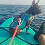 adventure, animal, blue, calm, companionship, dog, foot, french_bulldog, leash, life_jacket, ocean, outdoor, paddleboard, pet, sea, sneaker, summer, travel, vacation, water