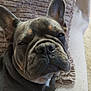 Arley participe au concours pour gagner de l'argent avec cette photo : animal, brown, close_up, companion, cozy, cushion, dog, ears, expression, face, french_bulldog, fur, indoor, nose, pet, relaxed, resting, sleepy, texture, wrinkles