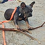 Arley a rejoint le concours — aidez-le/la à gagner de superbes lots ! animal, brown_dog, cute, daylight, dog, focus, french_bulldog, harness, leash, nature, outdoor, pet, pink_shoes, playing, puppy, rocky_ground, shoes, small_dog, stick, young_dog