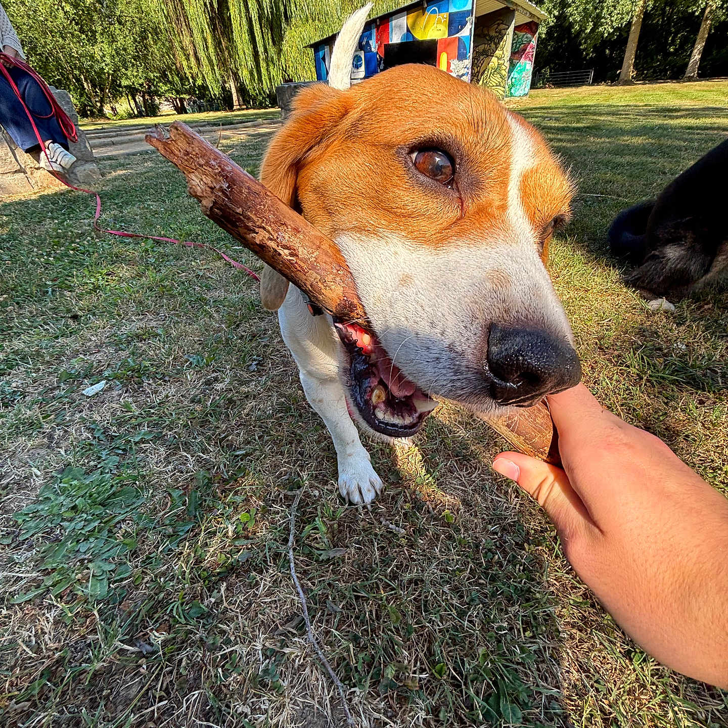 Snoopy participe au concours pour gagner de l'argent avec cette photo : dog, dogs, puppy, stick, wood, outdoor, grass, park, garden, trees, sunny, animal, pet, leash, collar, playing, chewing, portrait, close_up, hand