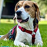 Snoopy participe au concours pour gagner de l'argent avec cette photo : dog, beagle, pet, animal, grass, outdoor, garden, portrait, close_up, happy, smiling, tongue_out, red_harness, collar, leash, sitting, lying_down, fur, greenery, backyard