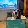 dog, beagle, pet, animal, portrait, box, cardboard, indoors, living_room, television, furniture, wooden_floor, sitting, looking_at_camera, brown_and_white, ears, snout, black_nose, funny, home