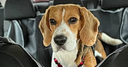 Snoopy participe au concours pour gagner de l'argent avec cette photo : beagle, dog, puppy, pet, car, vehicle, back_seat, car_hammock, harness, red_harness, brown_and_white, floppy_ears, white_chest, black_nose, wide_eyes, sitting, travel, road_trip, outdoor_light, portrait