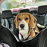 beagle, dog, puppy, pet, car, vehicle, back_seat, car_hammock, harness, red_harness, brown_and_white, floppy_ears, white_chest, black_nose, wide_eyes, sitting, travel, road_trip, outdoor_light, portrait
