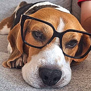 Snoopy participe au concours pour gagner de l'argent avec cette photo : dog, beagle, pet, animal, sunglasses, glasses, sleepy, lying_down, couch, indoor, portrait, close_up, brown_and_white, floppy_ears, nose, eyes, funny, relaxed, person, home