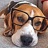 dog, beagle, pet, animal, sunglasses, glasses, sleepy, lying_down, couch, indoor, portrait, close_up, brown_and_white, floppy_ears, nose, eyes, funny, relaxed, person, home