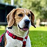 Snoopy participe au concours pour gagner de l'argent avec cette photo : dog, beagle, pet, animal, portrait, outdoor, grass, lawn, garden, harness, red_harness, sitting, lying_down, happy, tongue_out, floppy_ears, brown_and_white, close_up, nature, backyard
