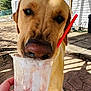 dog, golden_retriever, cup, straw, hand, outdoor, sunlight, sidewalk, house, white_wall, fence, garden, pet, canine, closeup, thirsty, licking, drink, plastic_cup, summer