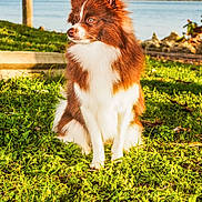 Chocky is registered to the contest to win money with this photo: alert, animal, brown_and_white, canine, daylight, dog, ears, fluffy, fur, grass, greenery, lake, nature, outdoor, pet, portrait, side_view, sitting, sunlight, water