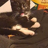 Willow is registered to the contest to win money with this photo: kitten, cat, black_and_white, tongue_out, pet_food, meow_mix, indoor, cozy, fabric, texture, animal, cute, feline, resting, paw, whiskers, box, background, playful, domestic
