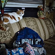 Missy is registered to the contest to win money with this photo: cat, indoor, couch, clothing, bag, patterned_fabric, window, blind, stuffed_animal, decor, orange_and_white_cat, sitting_cat, furniture, pile_of_clothes, soft_toys, home, cozy, domestic, pet, resting