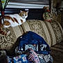cat, indoor, couch, clothing, bag, patterned_fabric, window, blind, stuffed_animal, decor, orange_and_white_cat, sitting_cat, furniture, pile_of_clothes, soft_toys, home, cozy, domestic, pet, resting