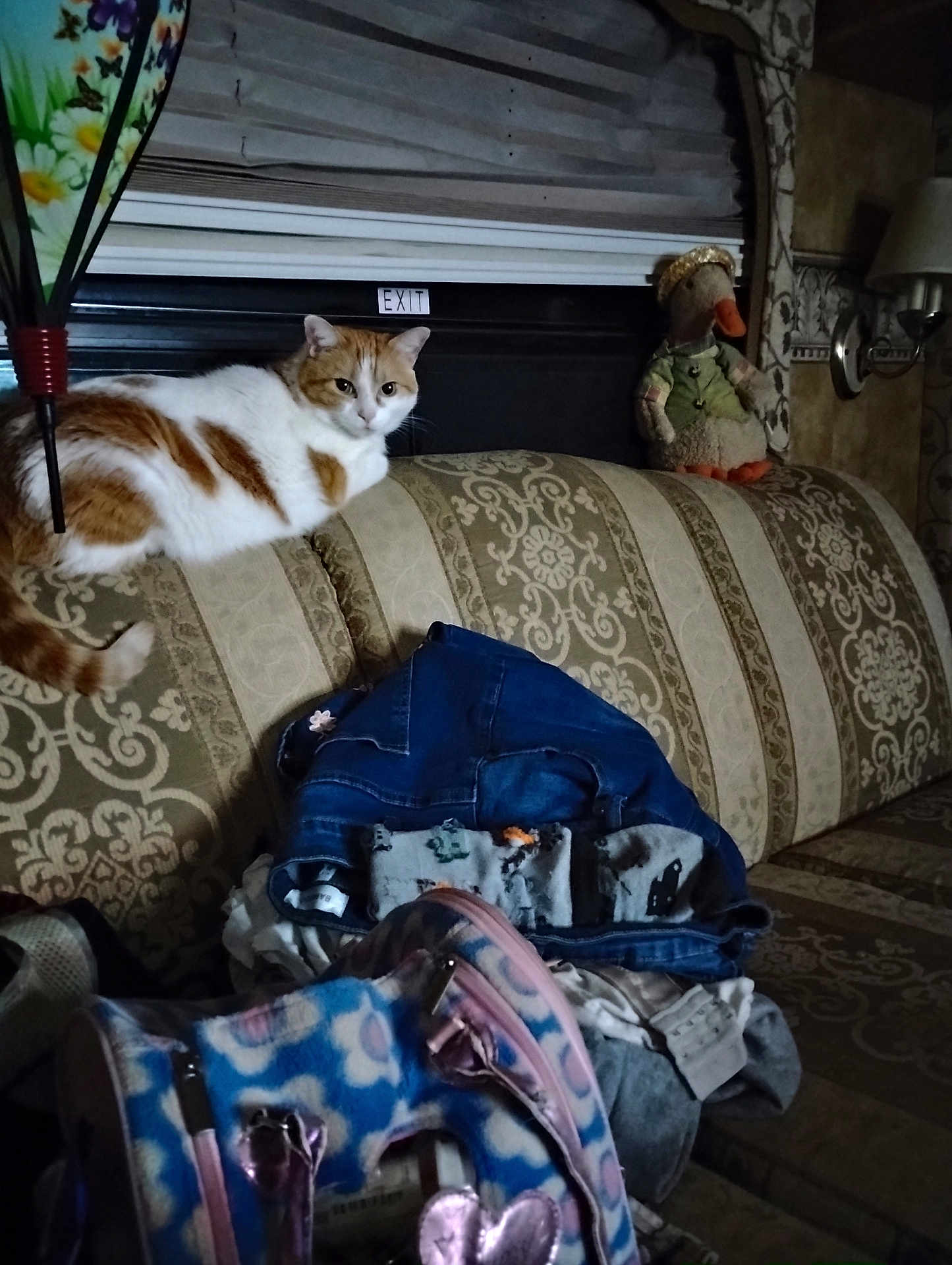 Missy is registered to the contest to win money with this photo: cat, indoor, couch, clothing, bag, patterned_fabric, window, blind, stuffed_animal, decor, orange_and_white_cat, sitting_cat, furniture, pile_of_clothes, soft_toys, home, cozy, domestic, pet, resting