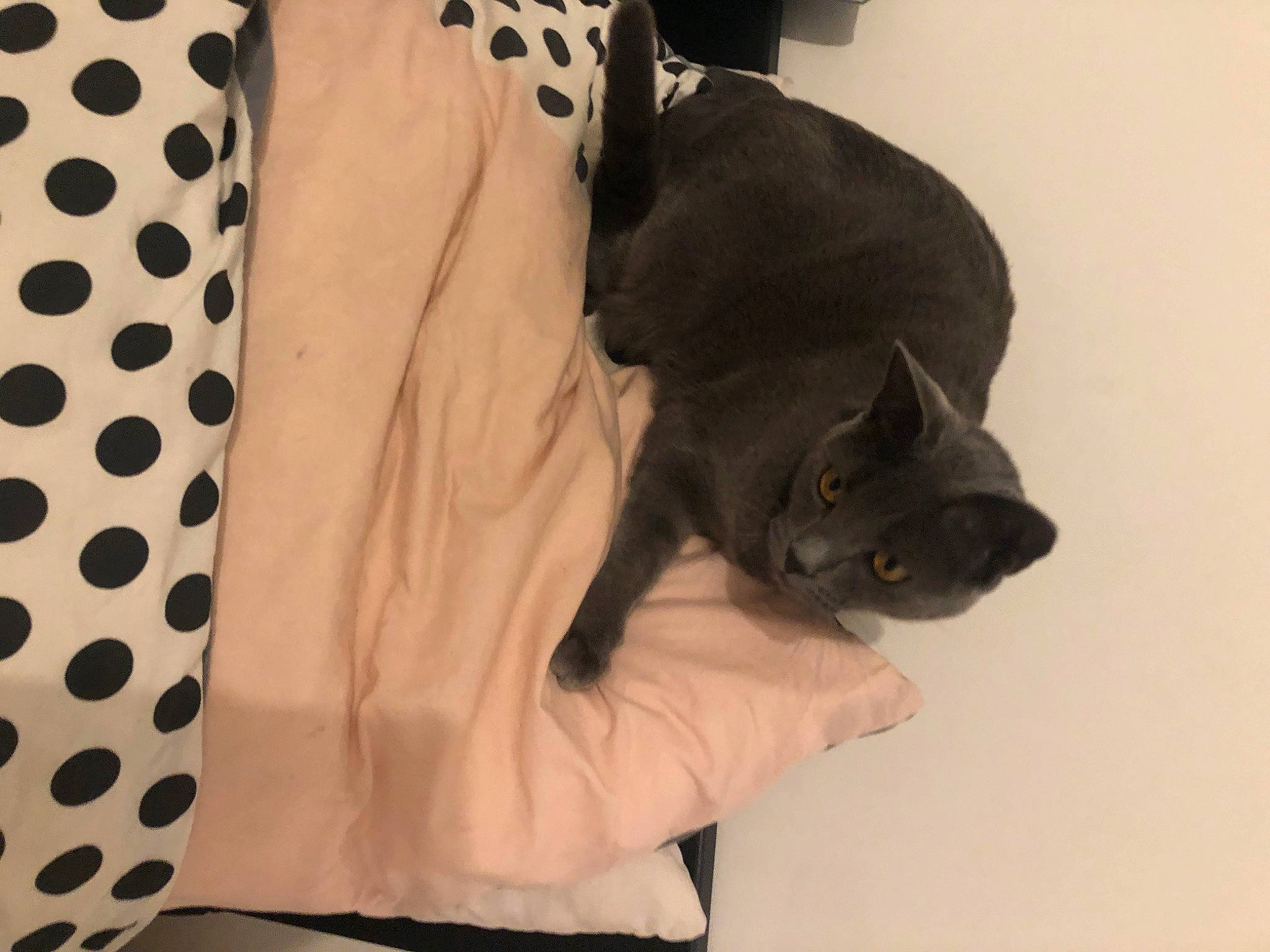 June participe au concours pour gagner de l'argent avec cette photo : bag, black_cat, carnivore, cat, comfort, domestic_short_haired_cat, fashion_accessory, felidae, fur, gesture, pattern, room, sitting, sleeve, small_to_medium_sized_cats, tail, whiskers