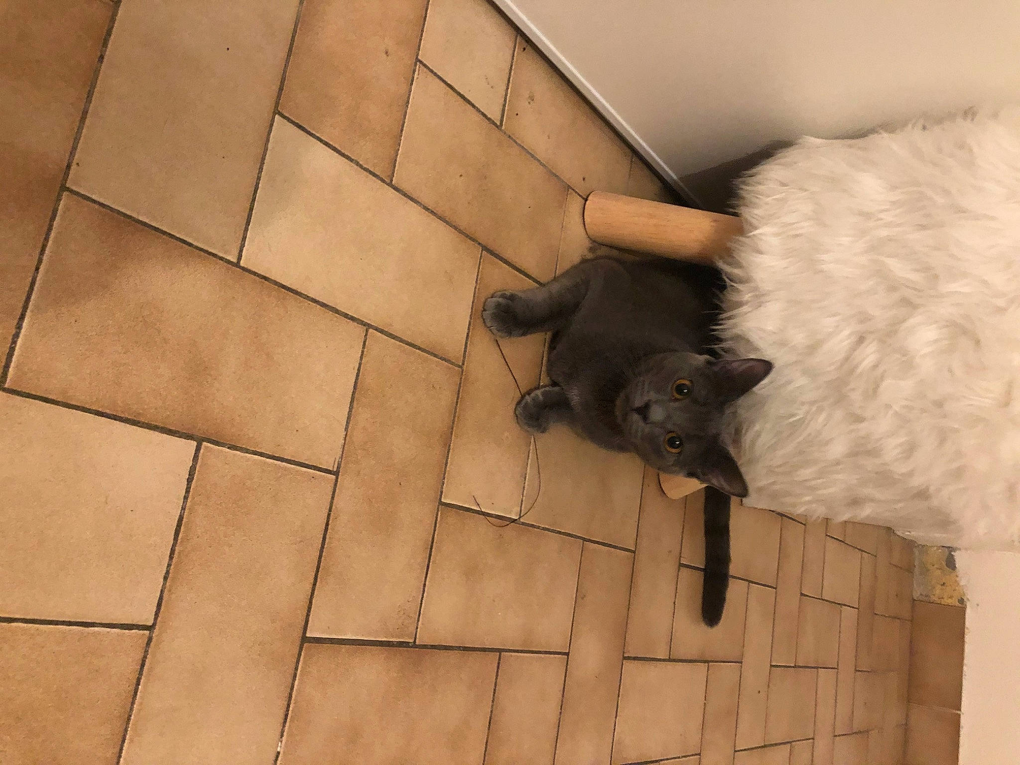 June participe au concours pour gagner de l'argent avec cette photo : beige, carnivore, comfort, companion_dog, dog_breed, dress, fawn, felidae, floor, flooring, fur, hardwood, human_leg, rectangle, small_to_medium_sized_cats, stairs, tail, tints_and_shades, whiskers, wood