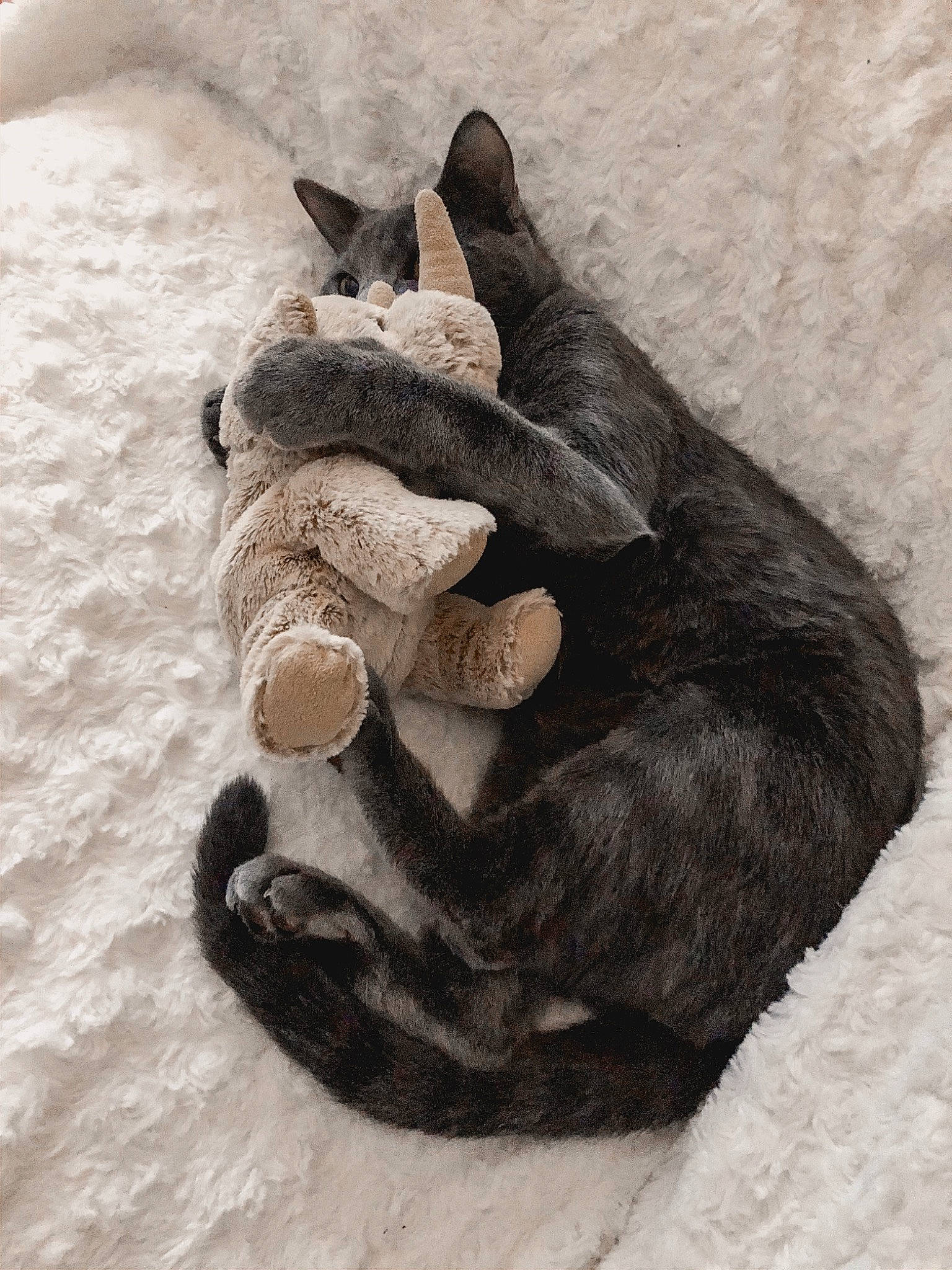 June participe au concours pour gagner de l'argent avec cette photo : carnivore, cat, comfort, dog_breed, domestic_short_haired_cat, fawn, felidae, foot, fur, gesture, grey, human_leg, paw, small_to_medium_sized_cats, sporting_group, tail, toe, whiskers, wood, working_animal