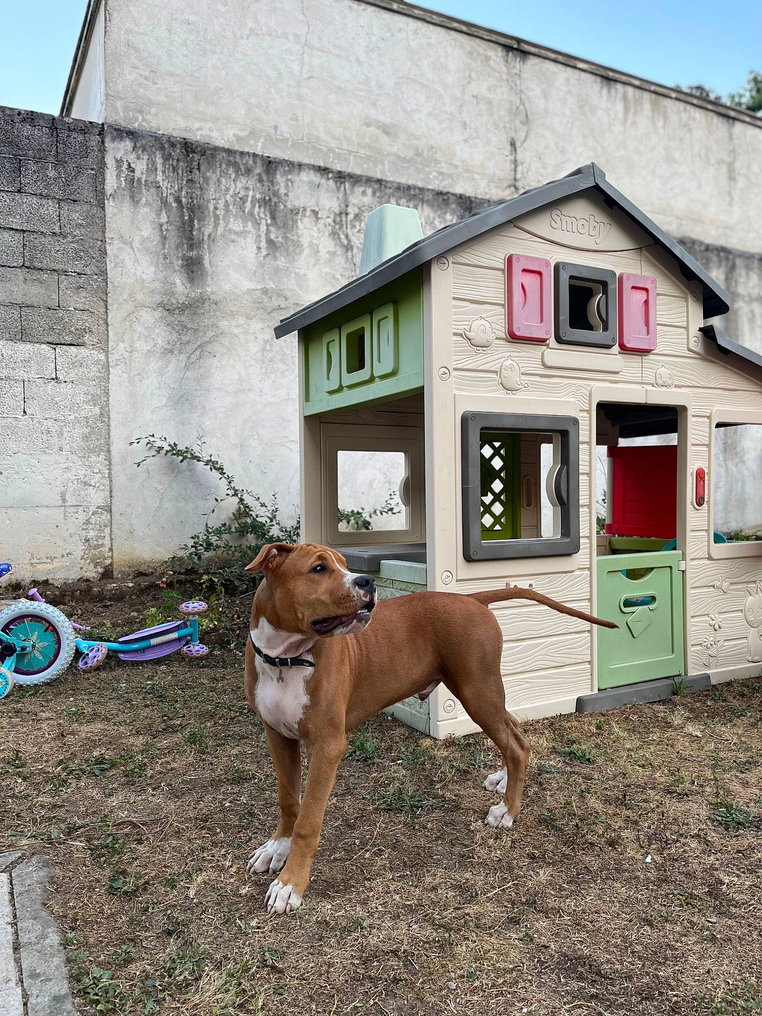 Jugo participe au concours pour gagner de l'argent avec cette photo : bicycle, bicycle_tire, building, carnivore, collar, dog, dog_breed, dog_collar, door, facade, fawn, house, neighbourhood, sky, snout, tail, wheel, window, wood, working_animal