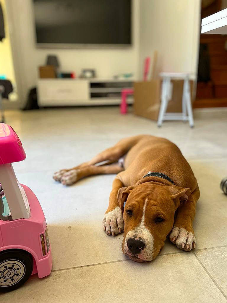Jugo a rejoint le concours — aidez-le/la à gagner de superbes lots ! carnivore, comfort, companion_dog, dog, dog_breed, fawn, floor, flooring, hardwood, mammal, picture_frame, riding_toy, snout, television, tire, toy, vertebrate, wheel, wood, working_animal
