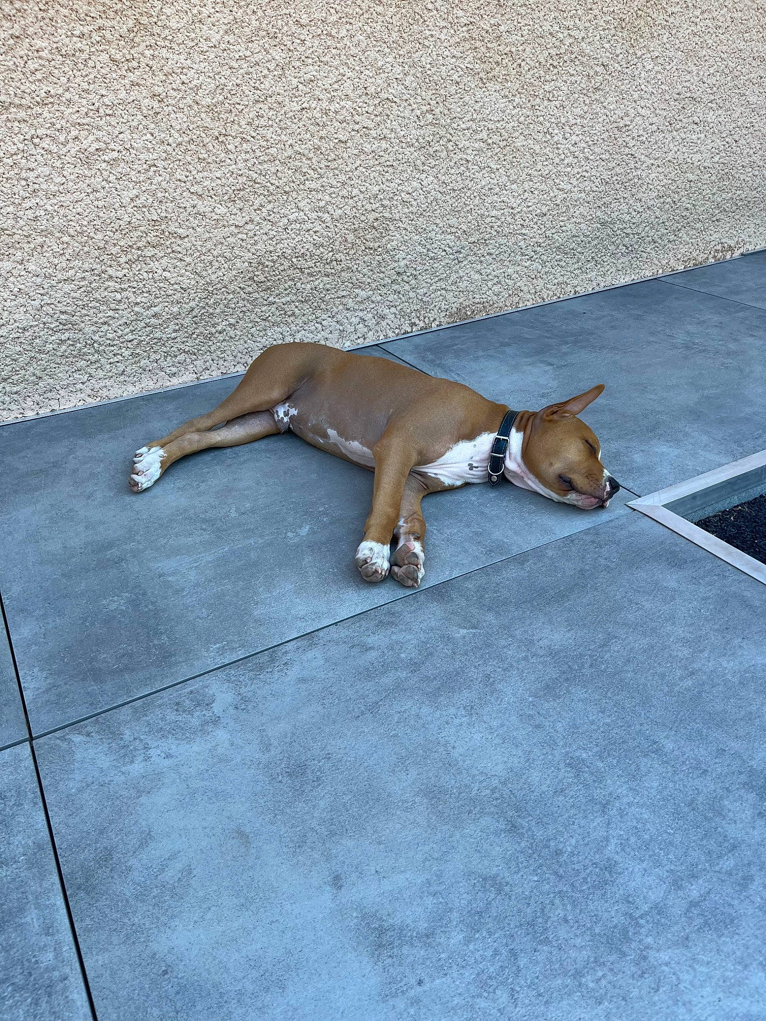 Jugo a rejoint le concours — aidez-le/la à gagner de superbes lots ! asphalt, canidae, carnivore, comfort, companion_dog, dog, dog_breed, fawn, floor, flooring, hardwood, human_leg, knee, road_surface, sidewalk, sporting_group, tail, thigh, wood, working_animal