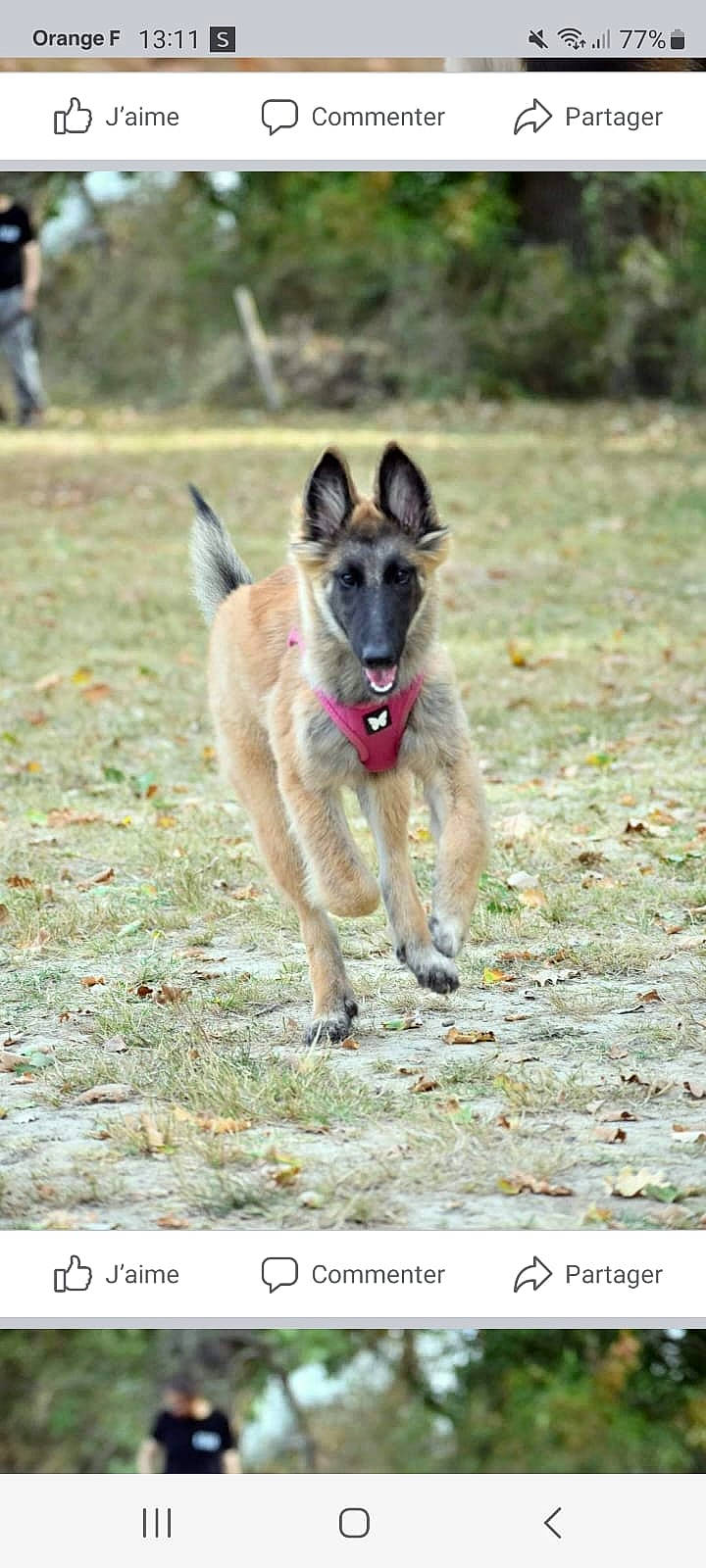 Uranie participe au concours pour gagner de l'argent avec cette photo : canidae, carnivore, companion_dog, dog, dog_breed, fawn, grass, herding_dog, sporting_group, tail, terrestrial_animal, wildlife, working_animal, working_dog