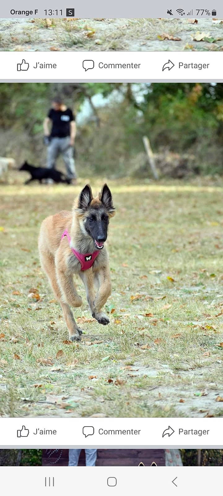 Uranie a rejoint le concours — aidez-le/la à gagner de superbes lots ! carnivore, companion_dog, dog, dog_breed, dog_supply, east_european_shepherd, fawn, german_shepherd_dog, grass, herding_dog, plant, snout, sporting_group, tail, tree, working_animal, working_dog