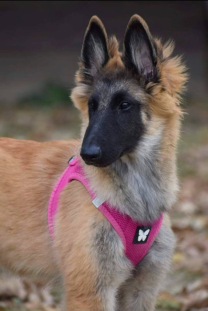 Uranie a rejoint le concours — aidez-le/la à gagner de superbes lots ! balance, biting, canidae, carnivore, collar, companion_dog, dog, dog_breed, dog_collar, dog_supply, east_european_shepherd, fawn, fur, jaw, king_shepherd, pet_supply, snout, sporting_group, terrestrial_animal, working_dog