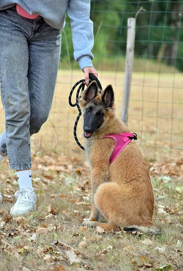 Uranie participe au concours pour gagner de l'argent avec cette photo : canidae, carnivore, collar, companion_dog, dog, dog_breed, dog_collar, dog_supply, fawn, fence, grass, human_leg, leash, pet_supply, plant, soil, sporting_group, tail, thigh, working_animal