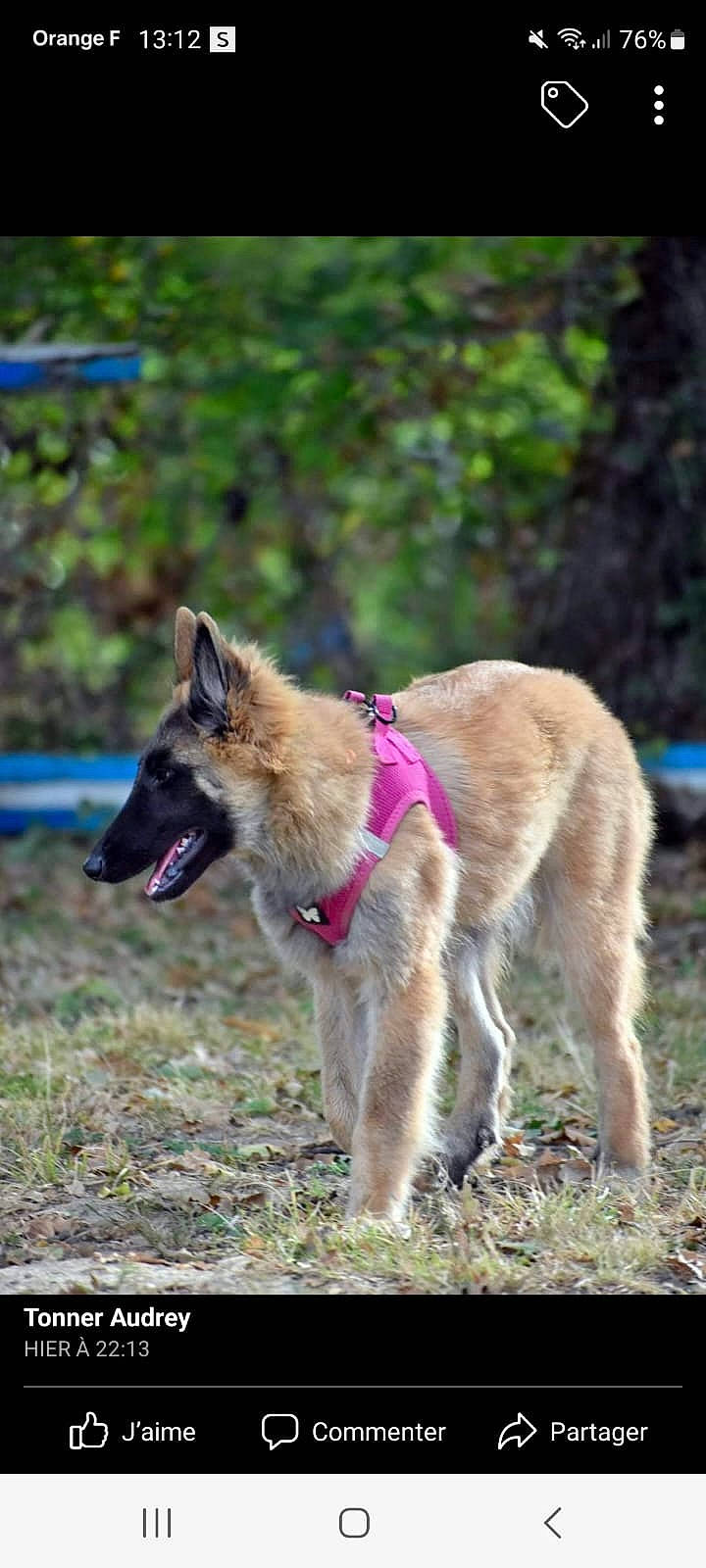 Uranie participe au concours pour gagner de l'argent avec cette photo : canidae, canis, carnivore, collar, companion_dog, dog, dog_breed, dog_hiking, dog_supply, east_european_shepherd, fawn, grass, king_shepherd, leash, pet_supply, plant, sporting_group, tail, terrestrial_animal, working_dog