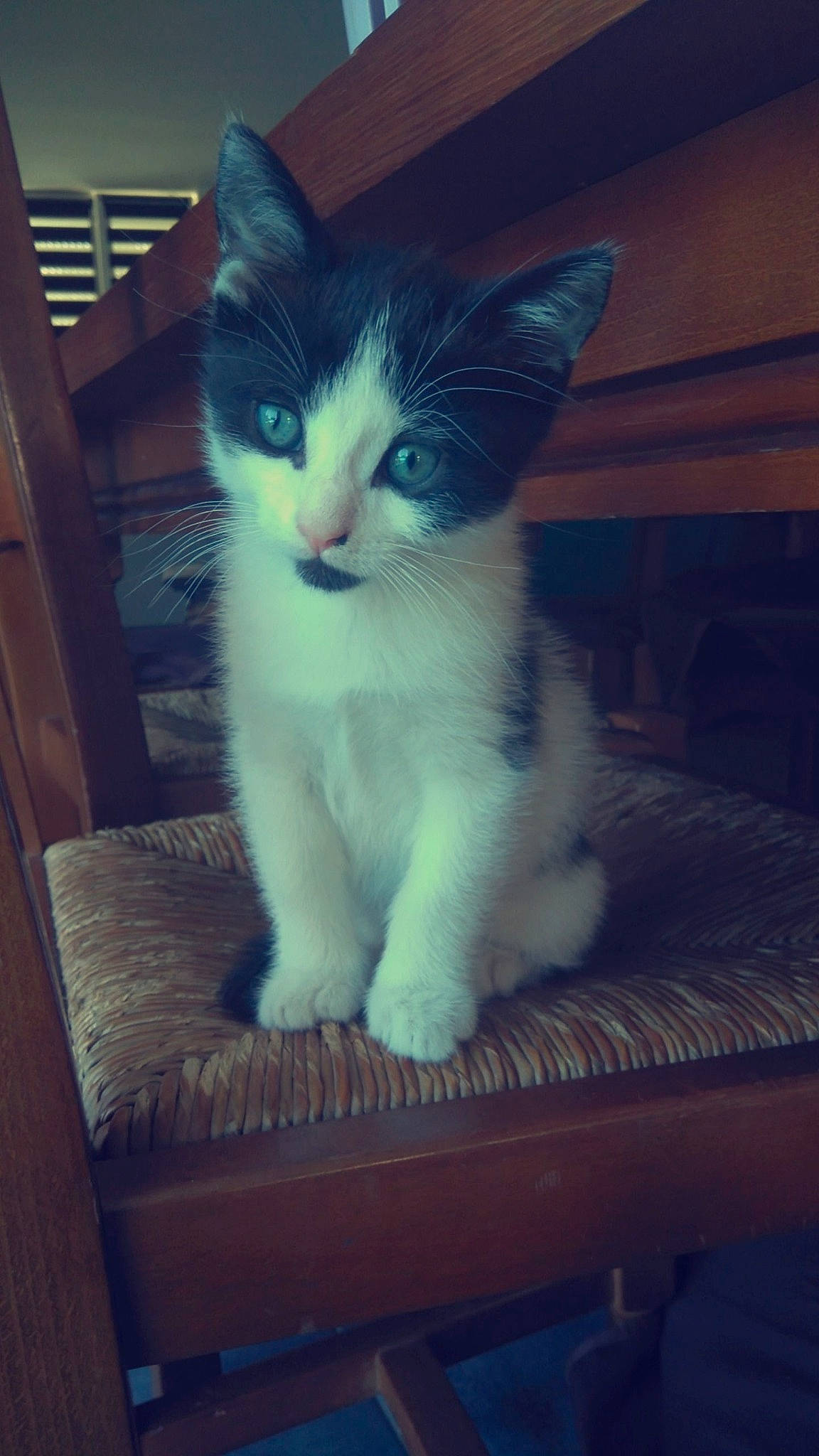 Louping participe au concours pour gagner de l'argent avec cette photo : aegean_cat, carnivore, cat, domestic_short_haired_cat, ear, european_shorthair, eye, felidae, kitten, mammal, nose, ojos_azules, polydactyl_cat, sky, small_to_medium_sized_cats, turkish_angora, whiskers