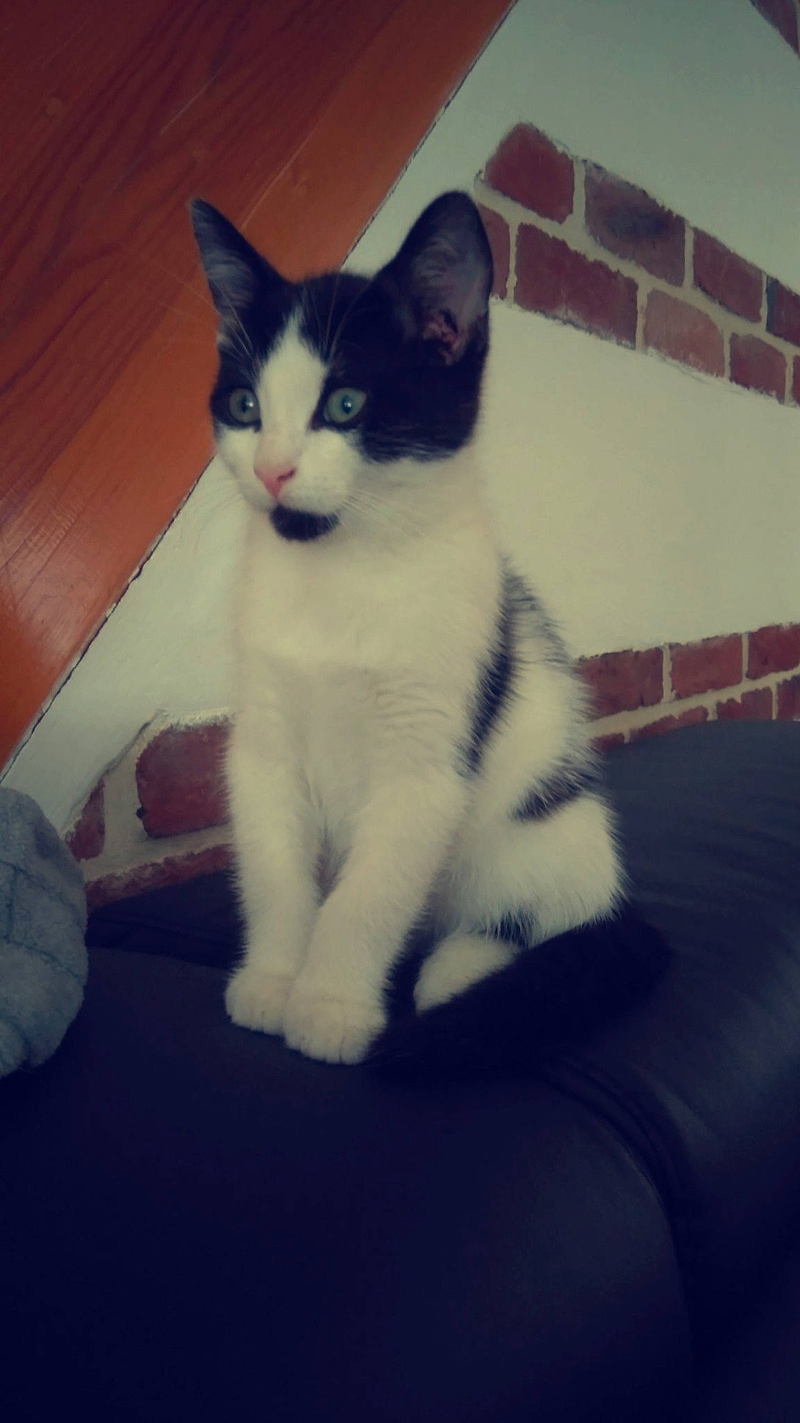 Louping a rejoint le concours — aidez-le/la à gagner de superbes lots ! aegean_cat, american_wirehair, black_and_white, carnivore, cat, domestic_short_haired_cat, european_shorthair, eye, felidae, fur, japanese_bobtail, kitten, mammal, polydactyl_cat, sky, small_to_medium_sized_cats, snout, tail, turkish_angora, whiskers