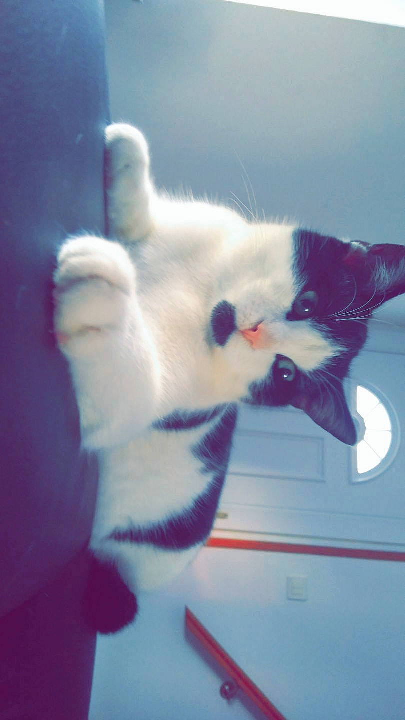 Louping participe au concours pour gagner de l'argent avec cette photo : carnivore, cat, fawn, felidae, fur, kitten, paw, polydactyl_cat, small_to_medium_sized_cats, tail, whiskers, white