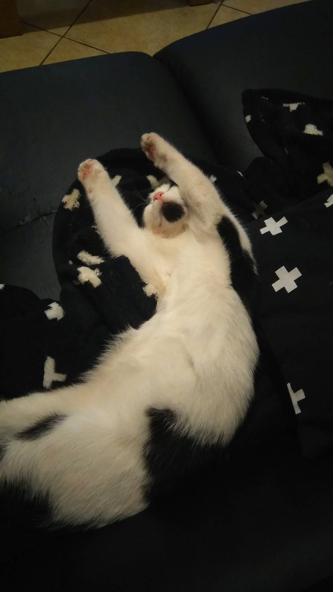 Louping participe au concours pour gagner de l'argent avec cette photo : black_and_white, canidae, carnivore, cat, felidae, fur, kitten, paw, small_to_medium_sized_cats, tail