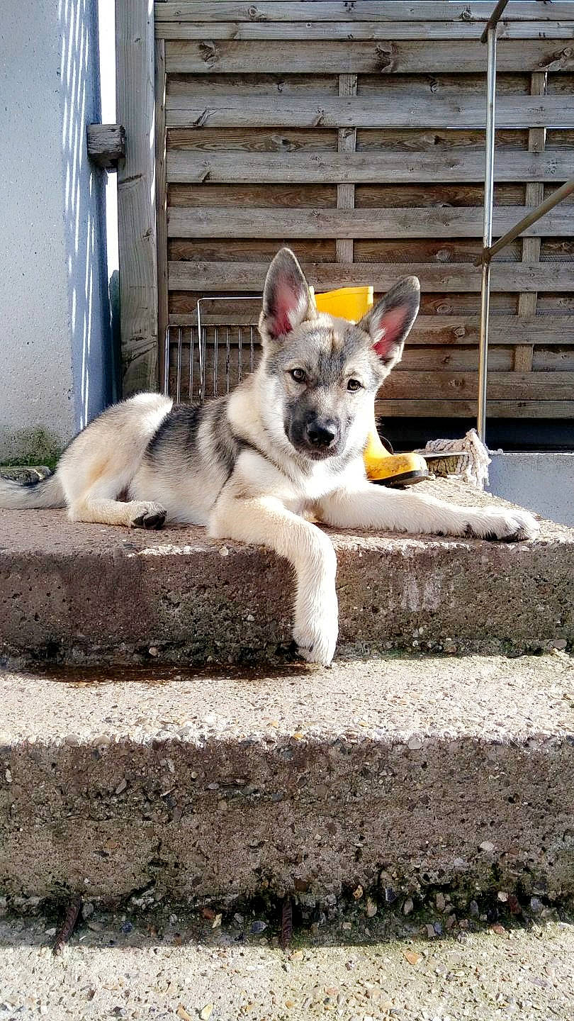 Loki participe au concours pour gagner de l'argent avec cette photo : alaskan_malamute, canidae, carnivore, czechoslovakian_wolfdog, dog, dog_breed, jamthund, mammal, native_american_indian_dog, northern_inuit_dog, rare_breed_dog, saarloos_wolfdog, seppala_siberian_sleddog, siberian_husky, snout, sporting_group, swedish_vallhund, tamaskan_dog, vertebrate, wolfdog