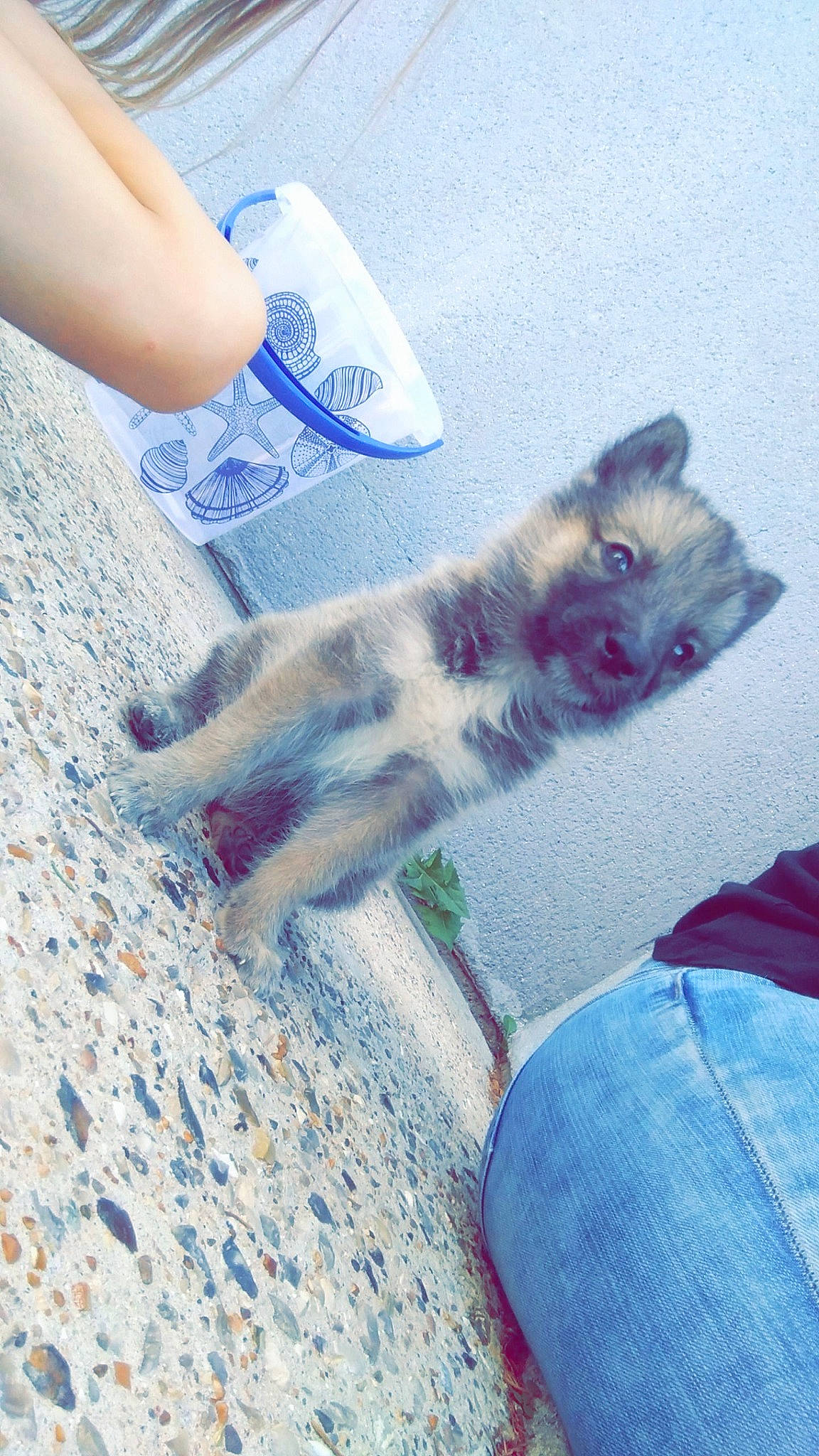 Loki participe au concours pour gagner de l'argent avec cette photo : canidae, carnivore, cat, fawn, felidae, kitten, leg, small_to_medium_sized_cats