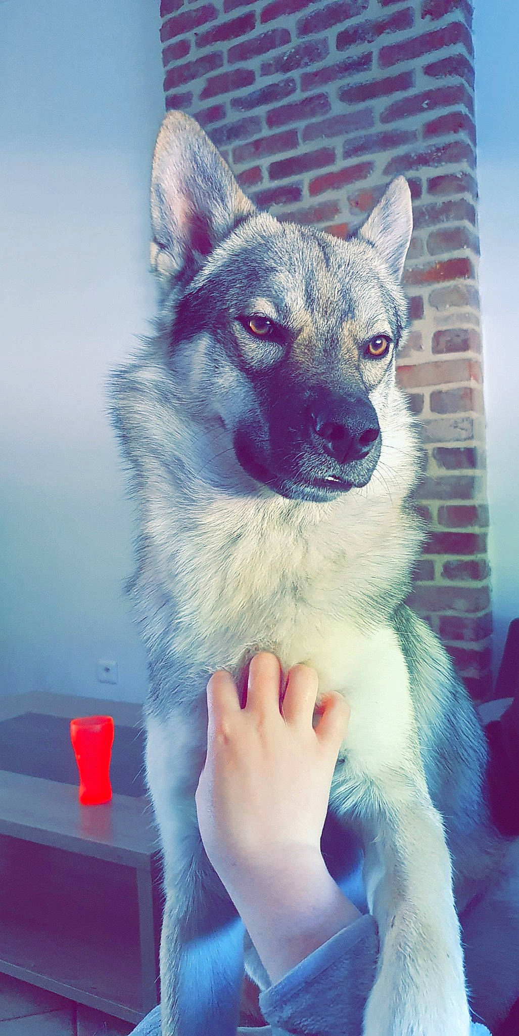 Loki participe au concours pour gagner de l'argent avec cette photo : black_norwegian_elkhound, canaan_dog, canidae, carnivore, dog, dog_breed, east_siberian_laika, jamthund, mammal, norwegian_buhund, norwegian_elkhound, rare_breed_dog, sakhalin_husky, siberian_husky, swedish_vallhund, tamaskan_dog, vertebrate, wolfdog