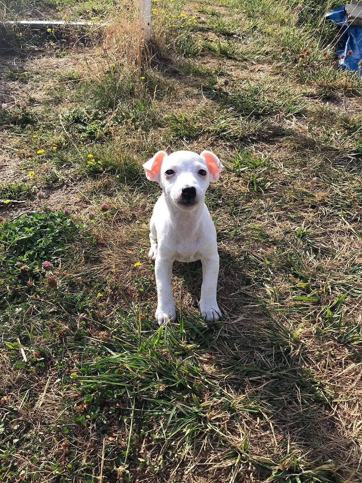 Lizzie participe au concours pour gagner de l'argent avec cette photo : canidae, carnivore, companion_dog, dog, dog_breed, dogo_guatemalteco, grass, non_sporting_group, pet_supply, puppy, snout, sporting_group, tail, working_animal, working_dog