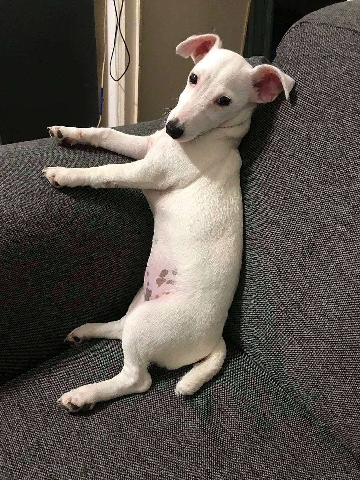 Lizzie a rejoint le concours — aidez-le/la à gagner de superbes lots ! bull_terrier, bull_terrier_miniature, canidae, carnivore, companion_dog, curtain, dog, dog_breed, english_white_terrier, non_sporting_group, paw, pet_supply, sighthound, snout, tail, terrestrial_animal, terrier, working_animal, working_dog