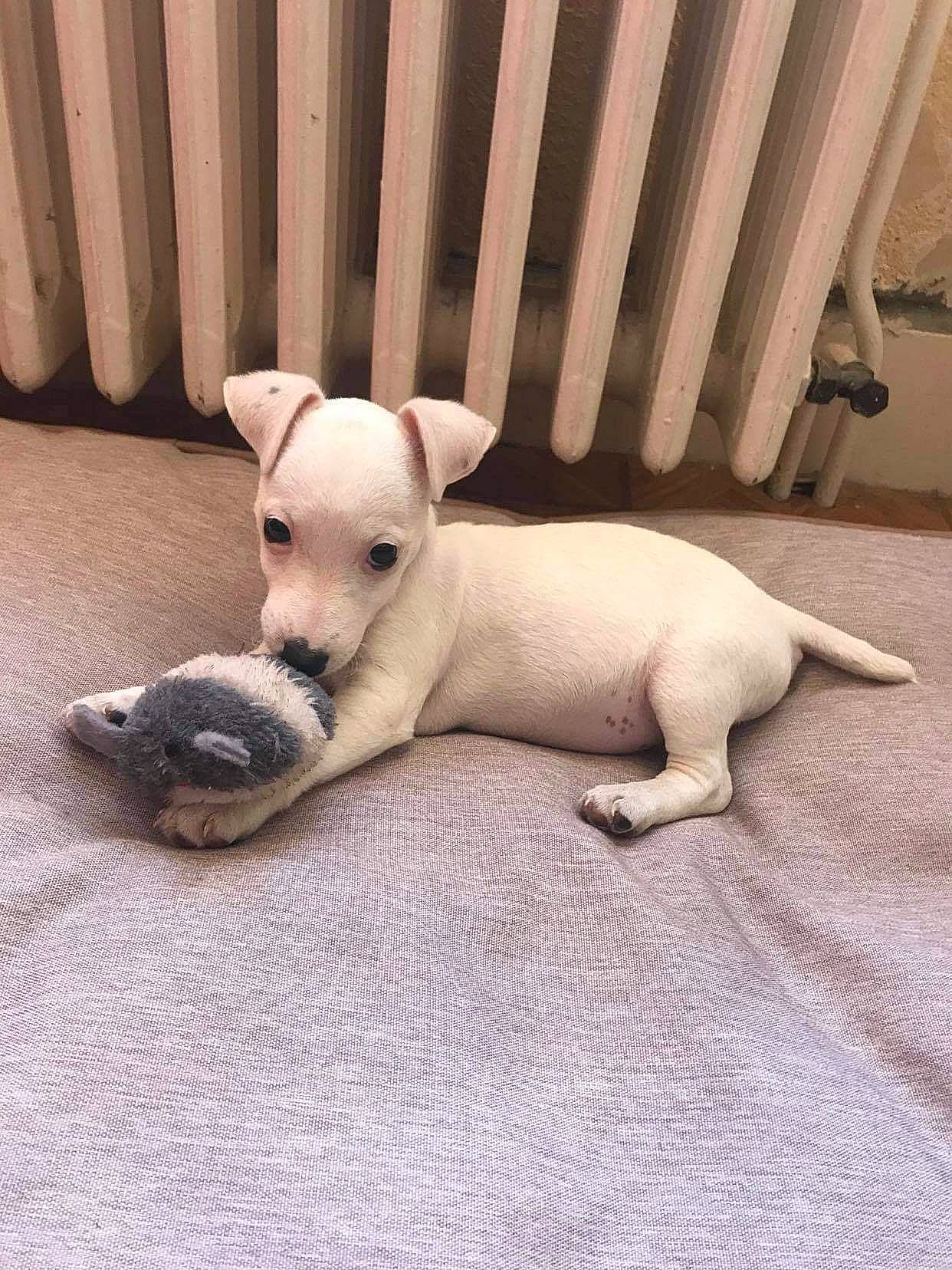 Lizzie a rejoint le concours — aidez-le/la à gagner de superbes lots ! beige, canidae, carnivore, companion_dog, dog, dog_breed, dog_supply, fawn, linens, non_sporting_group, paw, pet_supply, puppy, small_terrier, snout, terrestrial_animal, terrier, toy_dog, working_animal, working_dog