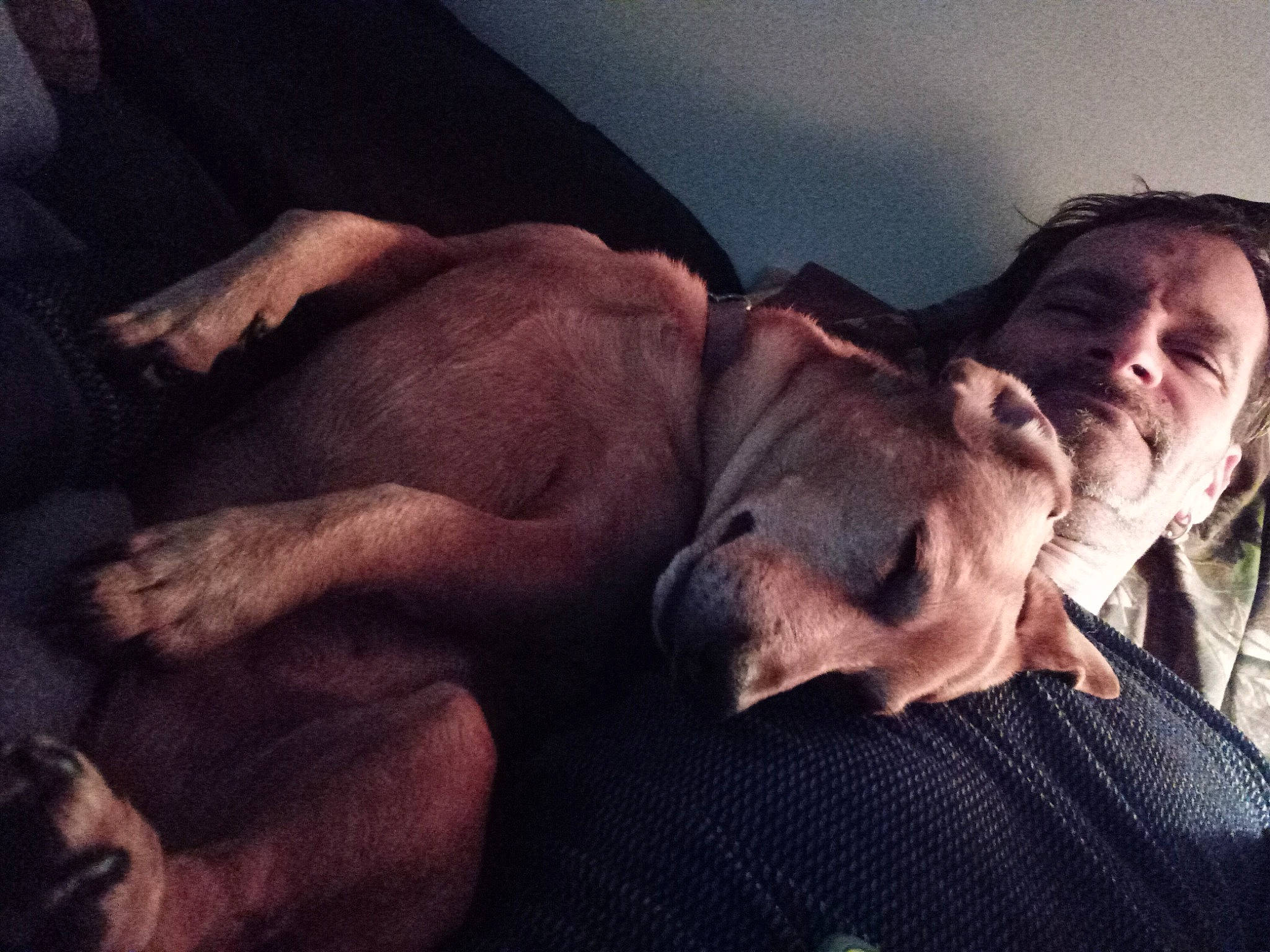 Buddy is registered to the contest to win money with this photo: abdomen, barechested, canidae, carnivore, chest, cloud, comfort, companion_dog, dog, dog_breed, fawn, fur, gesture, happy, human_leg, jaw, selfie, snout, sporting_group, trunk