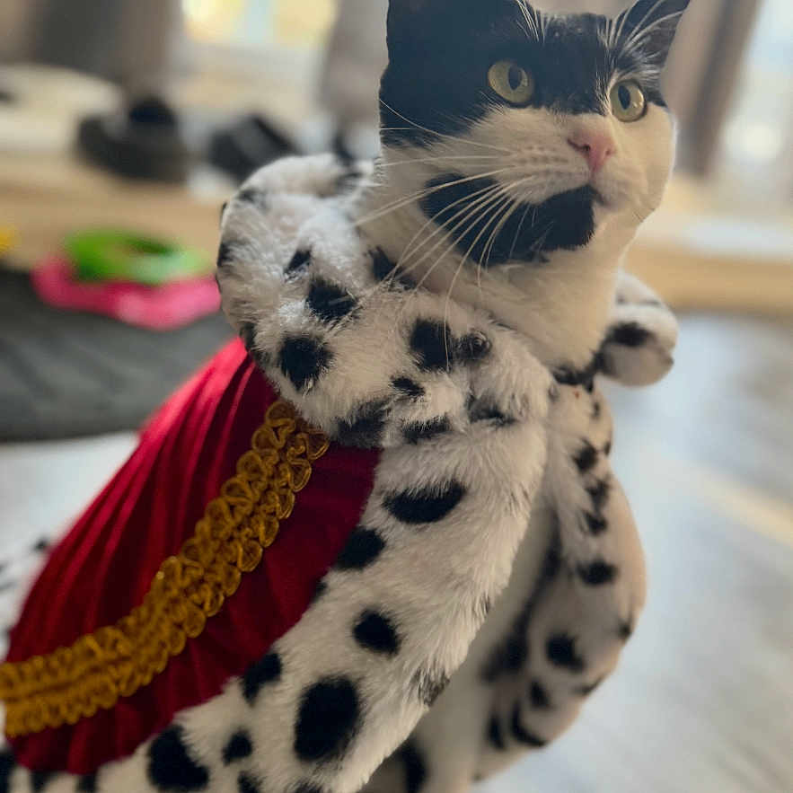 Finneas is registered to the contest to win money with this photo: abyssinian, accessories, animal, blanket, cape, cat, clothing, dress, egyptiancat, hardwood, indoors, interiordesign, kitten, knitwear, manx, pattern, pet, scarf, sweater, wood