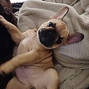 Vely a rejoint le concours — aidez-le/la à gagner de superbes lots ! dog, puppy, french_bulldog, pet, cute, lying_down, blanket, cozy, indoor, fur, ears, face, animal, relaxing, looking, young, domestic_animal, playful, mammal, companion