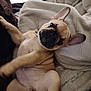 dog, puppy, french_bulldog, pet, cute, lying_down, blanket, cozy, indoor, fur, ears, face, animal, relaxing, looking, young, domestic_animal, playful, mammal, companion