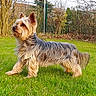 dog, yorkshire_terrier, grass, outdoor, pet, canine, fur, small_dog, garden, nature, animal, greenery, side_view, standing, ears, tail, daylight, fence, trees, cute