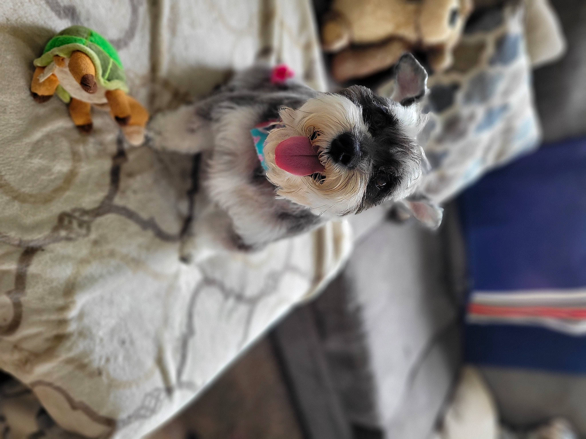 Sadie is registered to the contest to win money with this photo: animal_shelter, canidae, carnivore, collar, companion_dog, dog, dog_breed, dog_collar, dog_supply, domestic_short_haired_cat, fawn, felidae, fur, leash, linens, pet_supply, small_to_medium_sized_cats, snout, sporting_group, whiskers