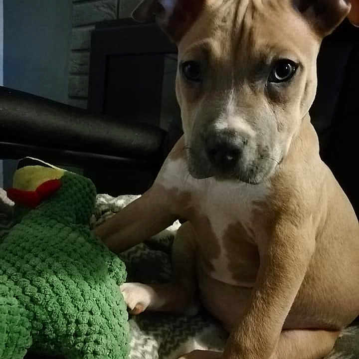 Olly a rejoint le concours — aidez-le/la à gagner de superbes lots ! american_pit_bull_terrier, carnivoran, dog, dog_breed, dog_breed_group, dog_like_mammal, fawn, pit_bull, snout