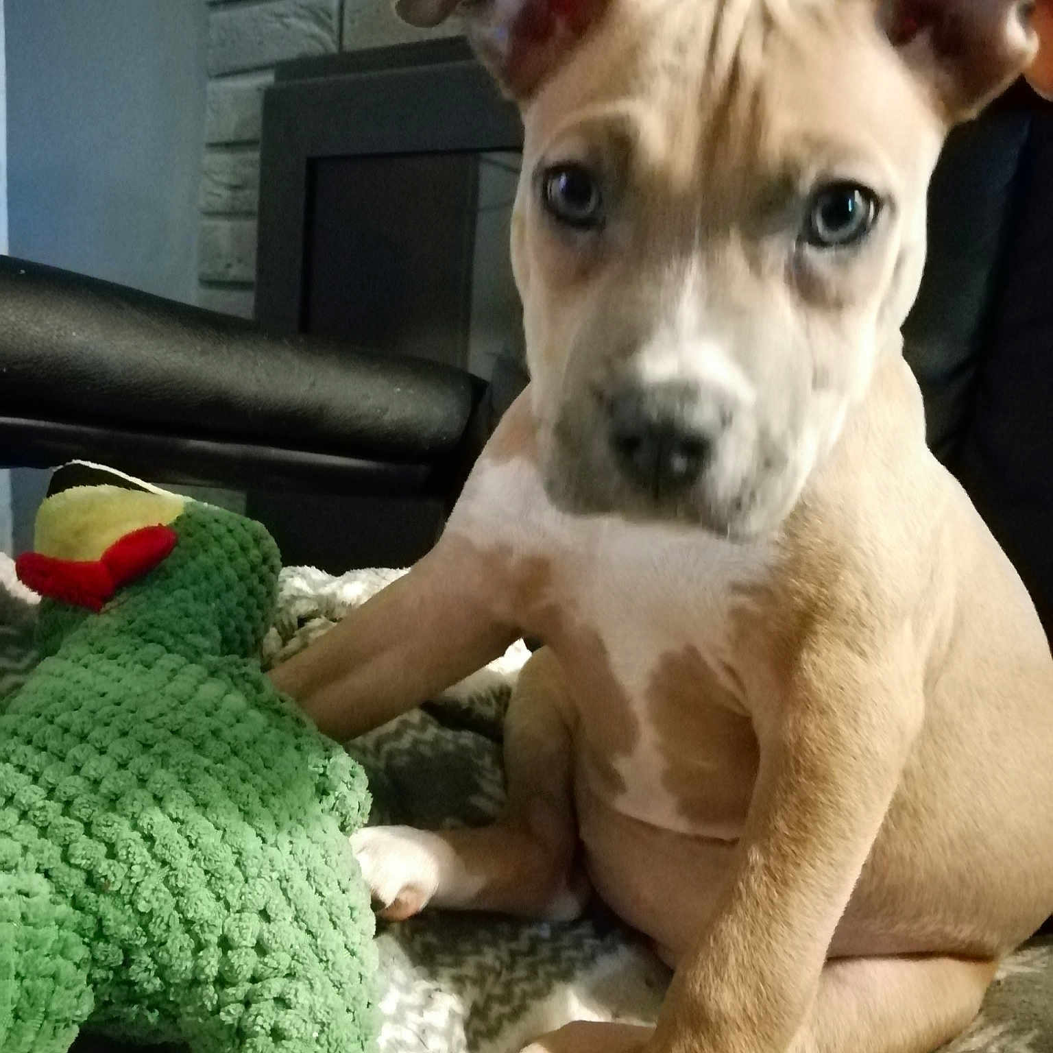 Olly a rejoint le concours — aidez-le/la à gagner de superbes lots ! american_pit_bull_terrier, american_staffordshire_terrier, ancient_dog_breeds, canidae, carnivore, companion_dog, dog, dog_breed, ear, fawn, italian_greyhound, mammal, non_sporting_group, nose, pit_bull, puppy, snout, sporting_group, vertebrate, whippet